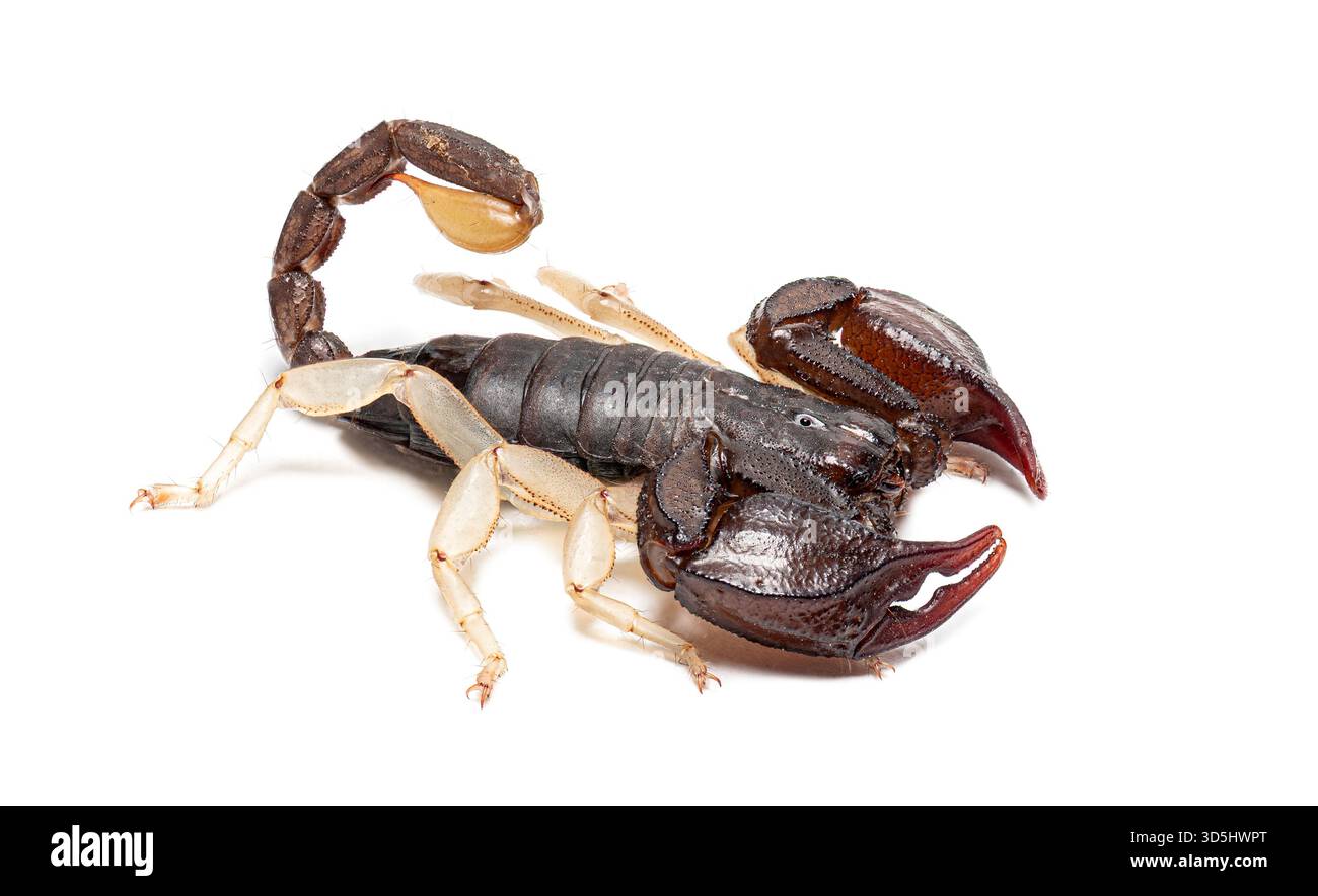 Scorpione europeo dalla coda gialla, euscorpius flavicaudis, aracnide velenoso isolato su bianco Foto Stock