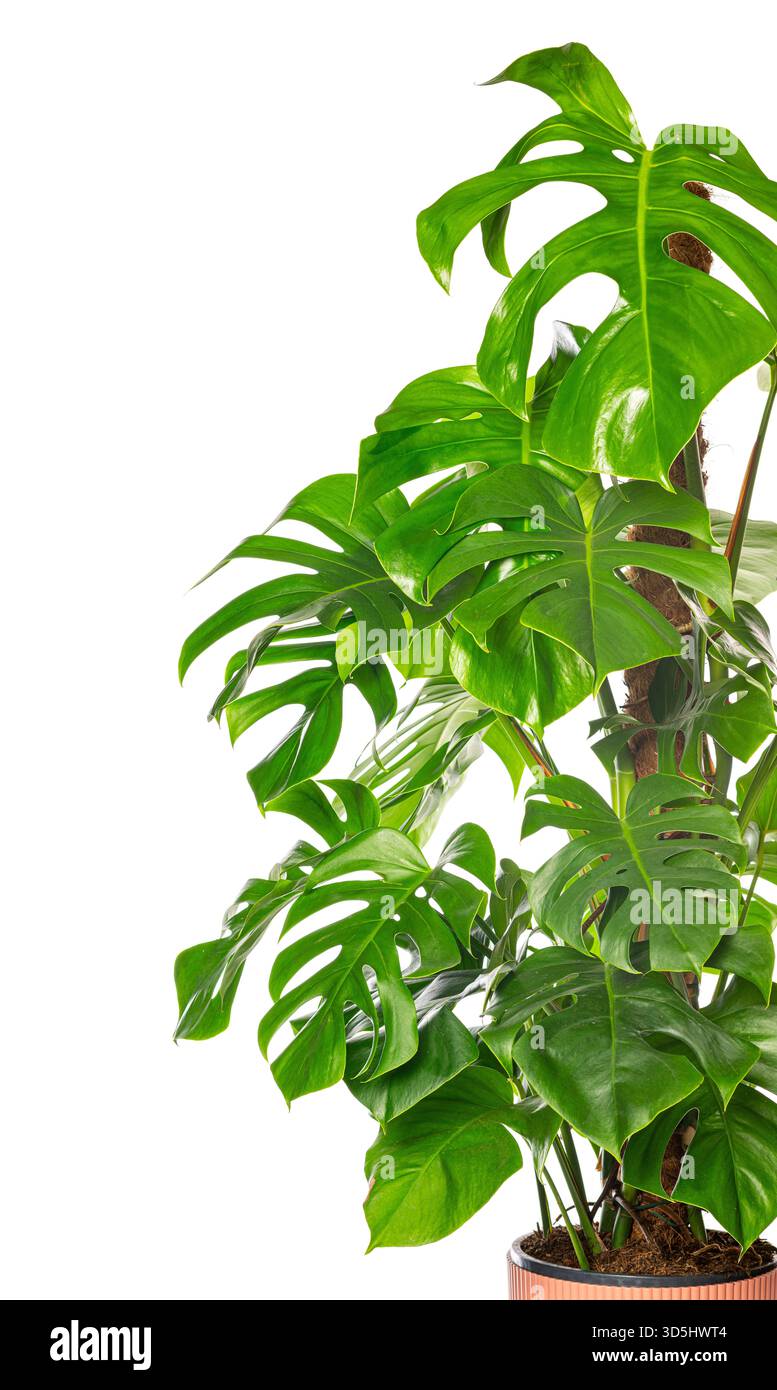 Primo piano di una fiorente pianta monstera deliciosa, che mostra le sue iconiche foglie divise su uno sfondo bianco pulito Foto Stock