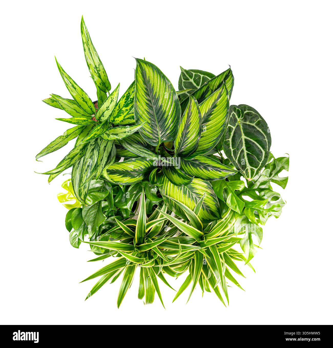 Lussureggianti piante tropicali disposte in vasi, creano un vivace cerchio verde su uno sfondo bianco pulito Foto Stock