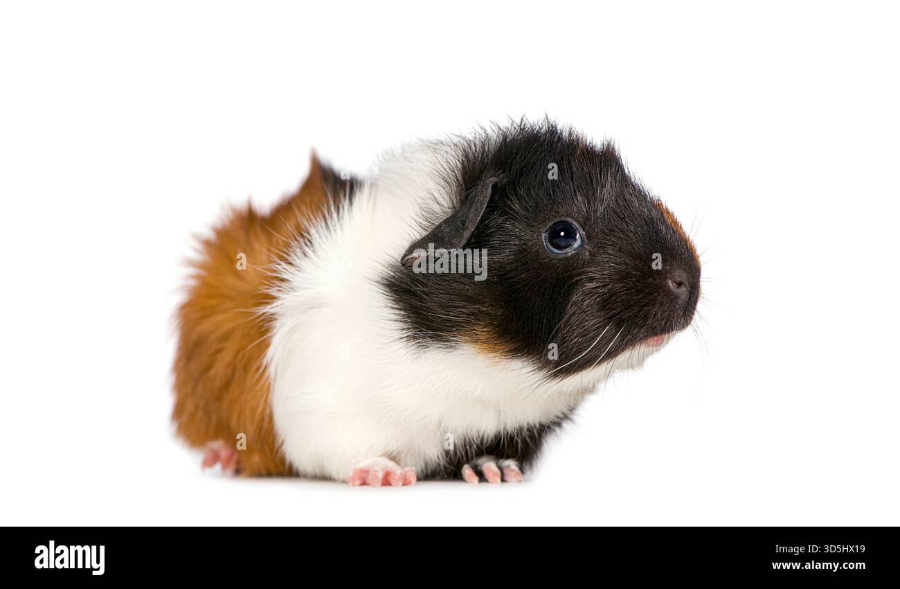 Cavia tricolore che mostra il suo cappotto peloso marrone, bianco e nero Foto Stock