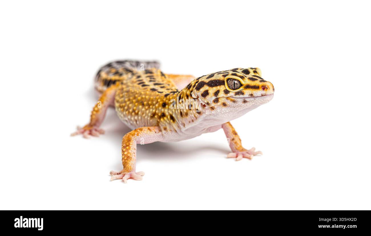 Geco leopardo, eublepharis mascolarius, che mostra macchie gialle e nere, in piedi isolati contro il bianco Foto Stock