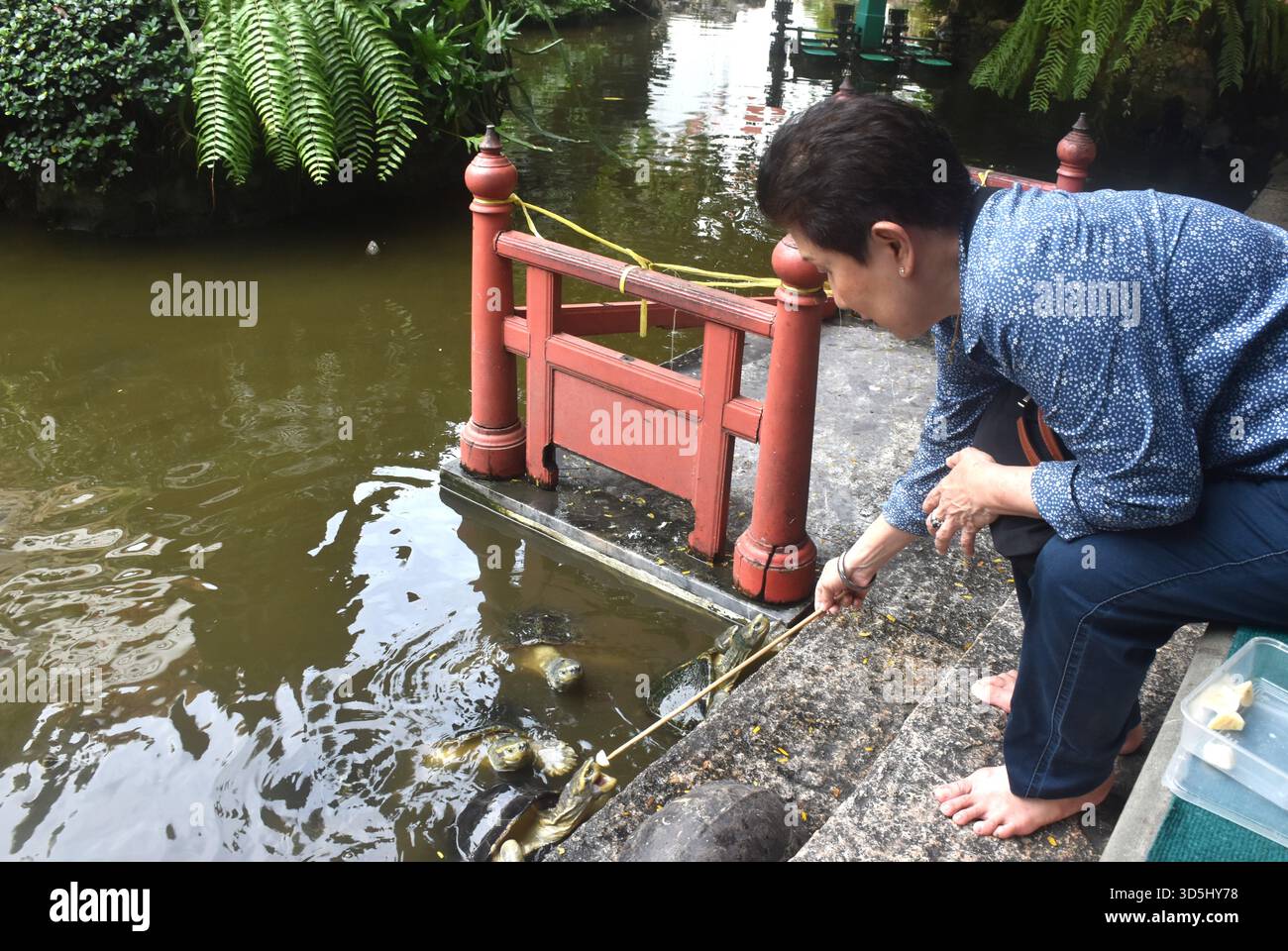 Una donna asiatica anziana ama dar da mangiare alle tartarughe del laghetto a terra presso la piscina in giardino Foto Stock