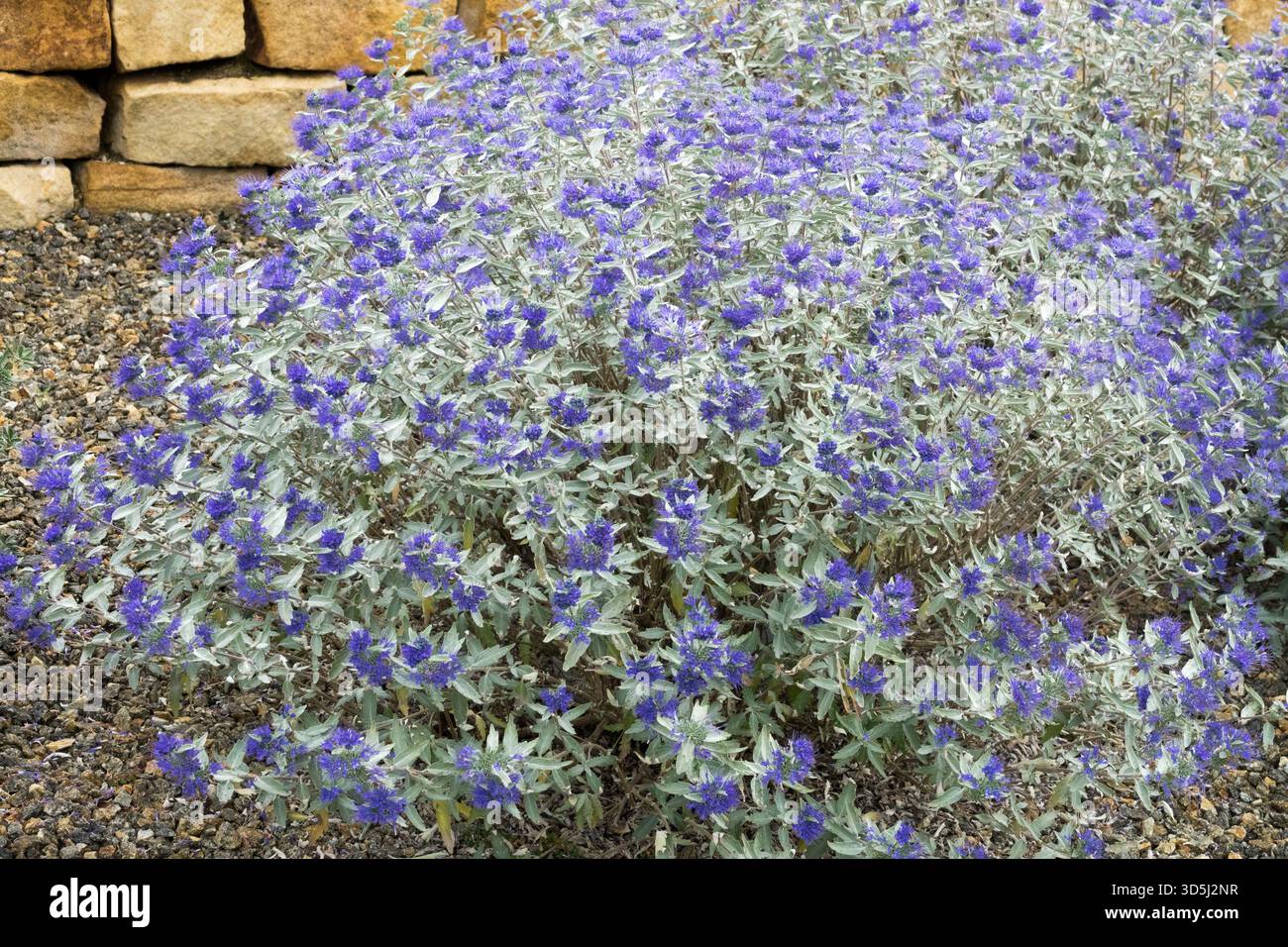 Fiori blu barbabietola Caryopteris x clandonensis "Argento sterling", arbusti arrotondati di piccoli fiori blu Foto Stock