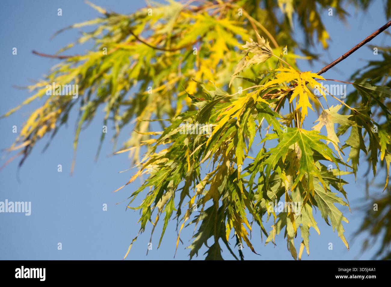 Foglie di alberi alberi ramificati rami Autunno Foliage Twigs, Cutleaf Silver Maple Acer saccharinum "Borns gracious" Foto Stock
