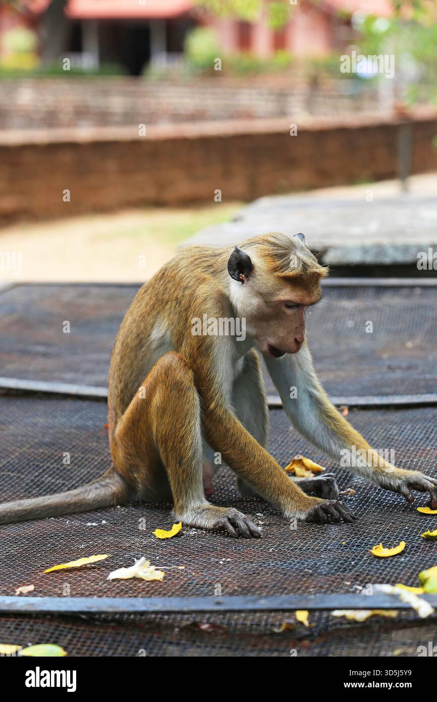 Toque Macaque (Macaca sinica), Monastero di Abhayagiri, città sacra di Anuradhapura, sito Patrimonio dell'Umanità dell'UNESCO, Provincia N.Central, Sri Lanka, S.Asia Foto Stock