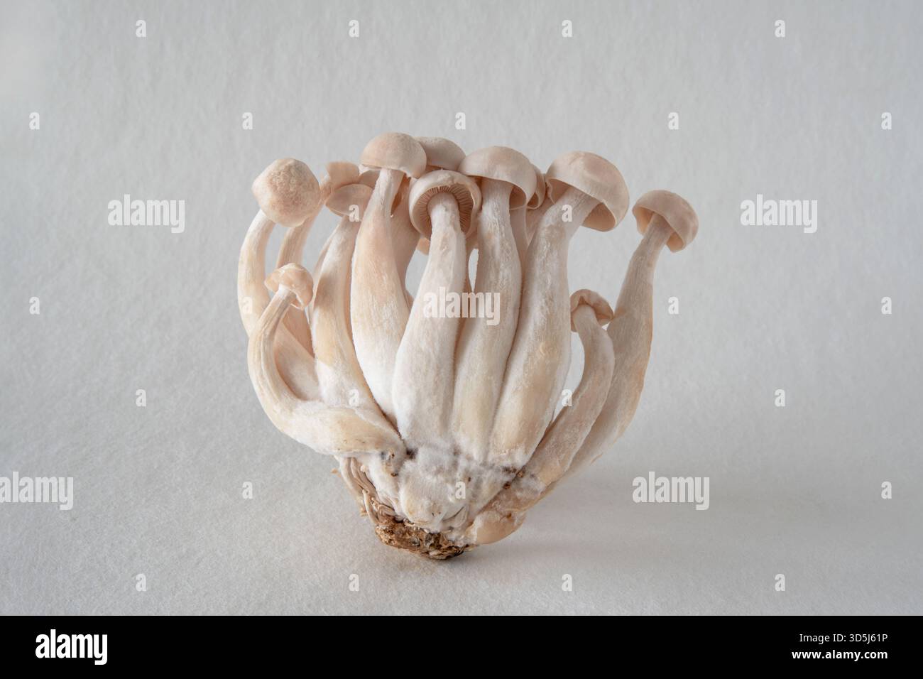 Primo piano di piccoli funghi shimeji giapponesi su sfondo bianco Foto Stock