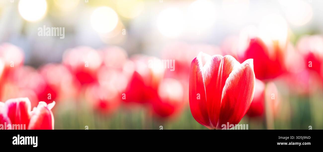 Il suggestivo tulipano rosso si distingue in un campo lussureggiante, circondato da altri tulipani, con uno splendido effetto bokeh sullo sfondo, creando un ambiente sereno e vivace Foto Stock