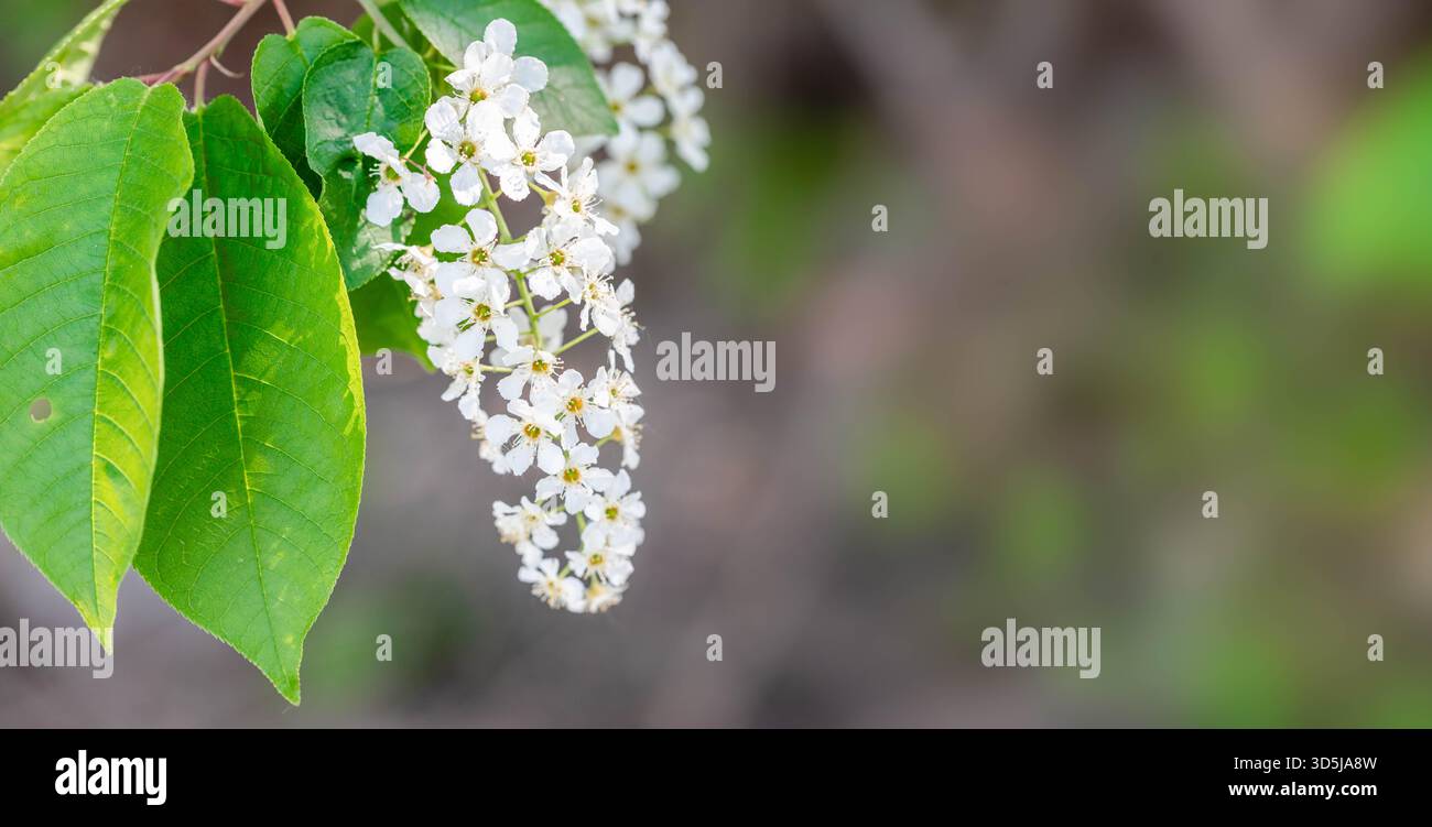I delicati fiori di ciliegio di uccello sono esposti accanto a foglie verdi lussureggianti, creando un'atmosfera serena in un ambiente naturale che mette in risalto la bellezza Foto Stock