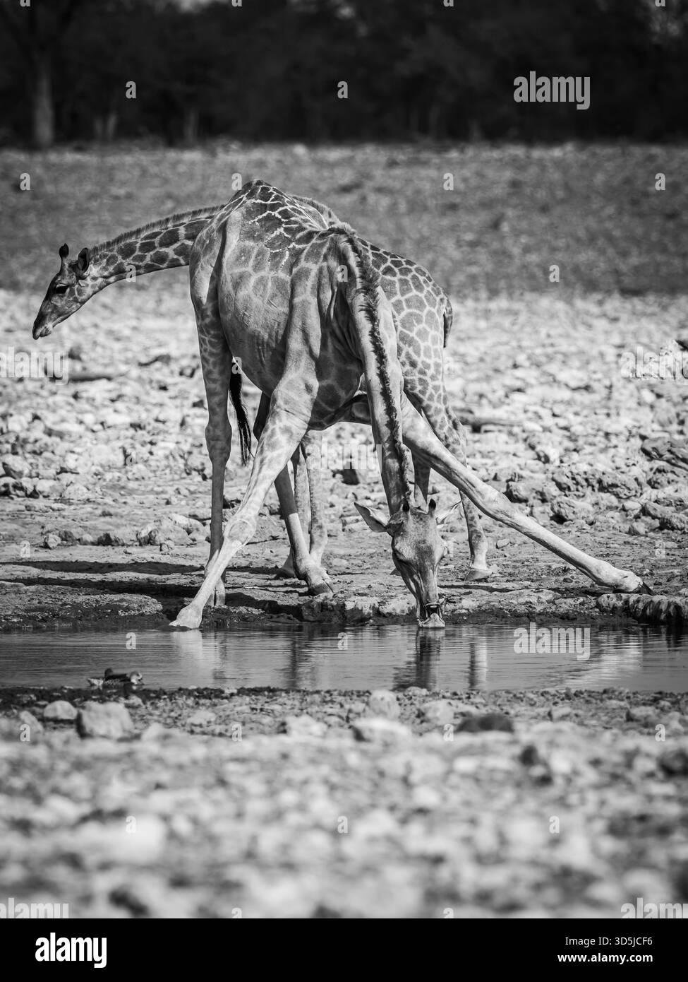 Giraffe selvatiche nei paesaggi africani Foto Stock