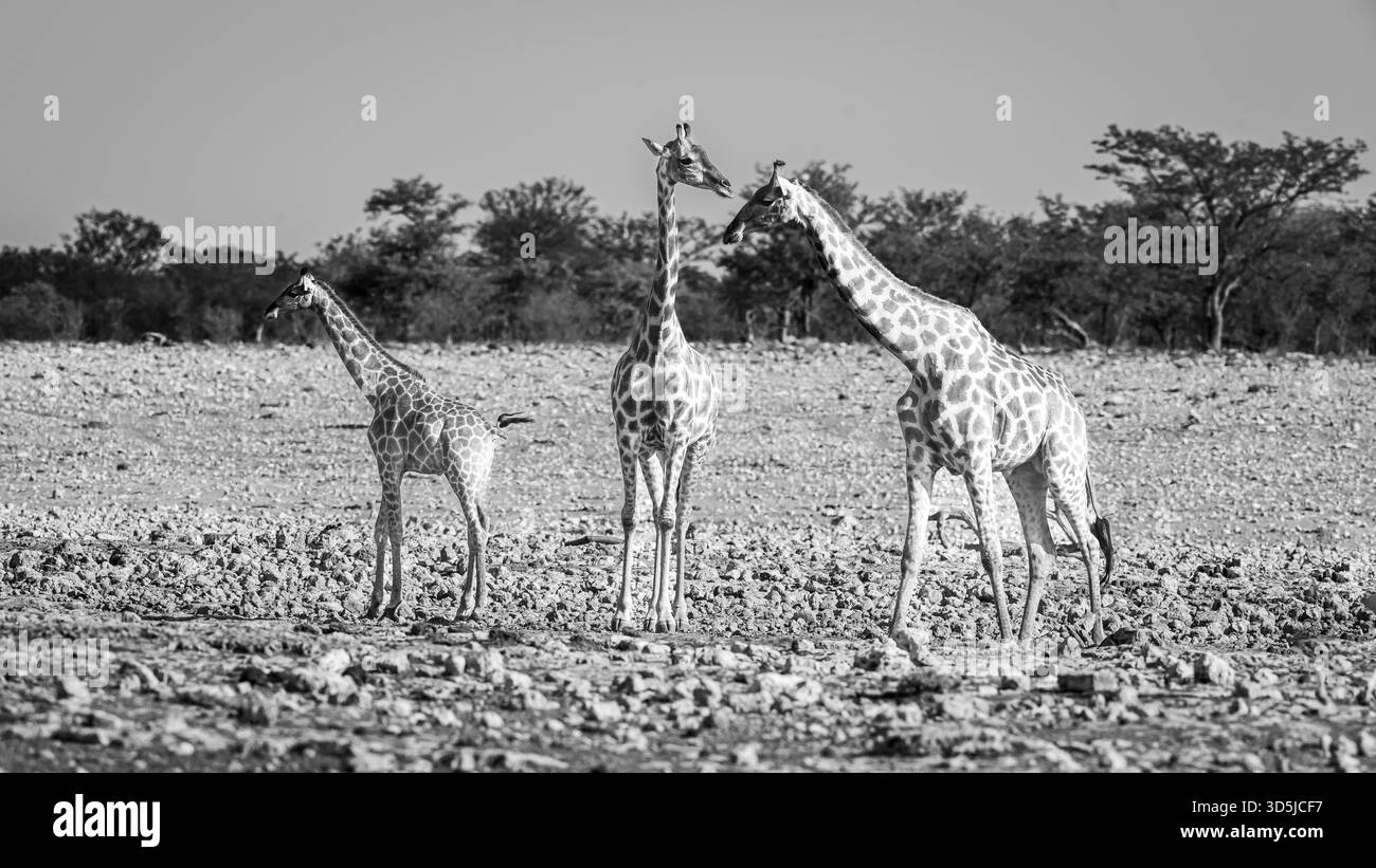Giraffe selvatiche nei paesaggi africani Foto Stock