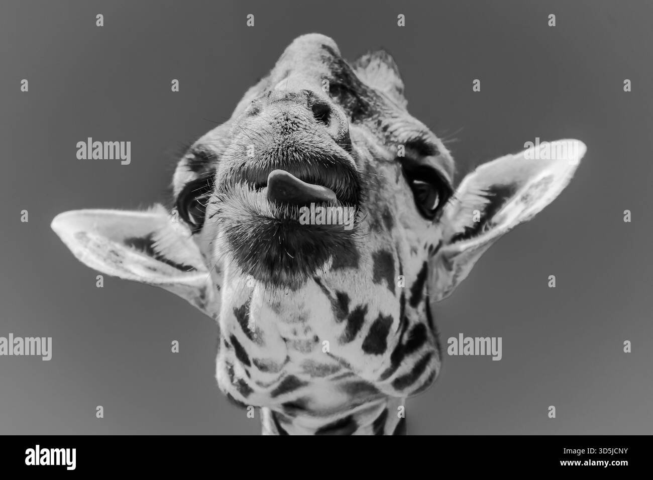 la giraffa bull si sporge la lingua Foto Stock