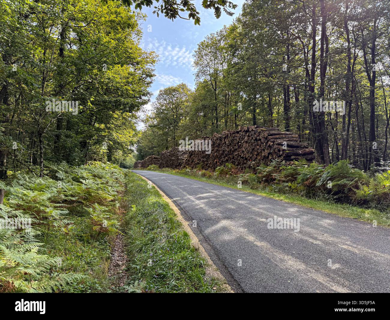 Viale forestale che si snoda tra alberi verdi con grandi mucchi di legno tagliato Foto Stock