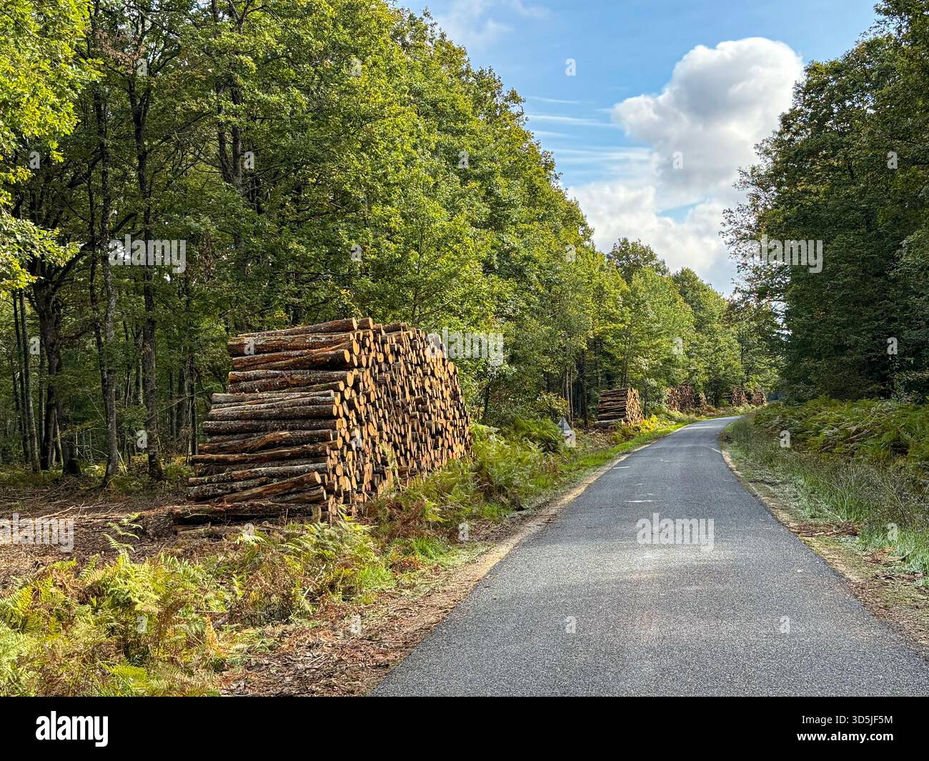 Legname impilato accanto a una strada asfaltata con alberi verdi e felci sotto un cielo blu Foto Stock