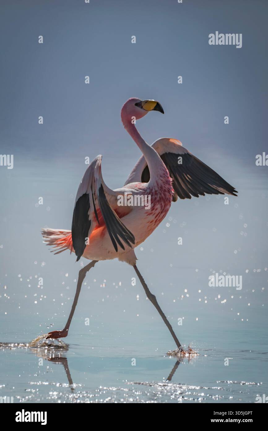 Il fenicottero sbatte la sua ala e cammina sull'acqua Foto Stock