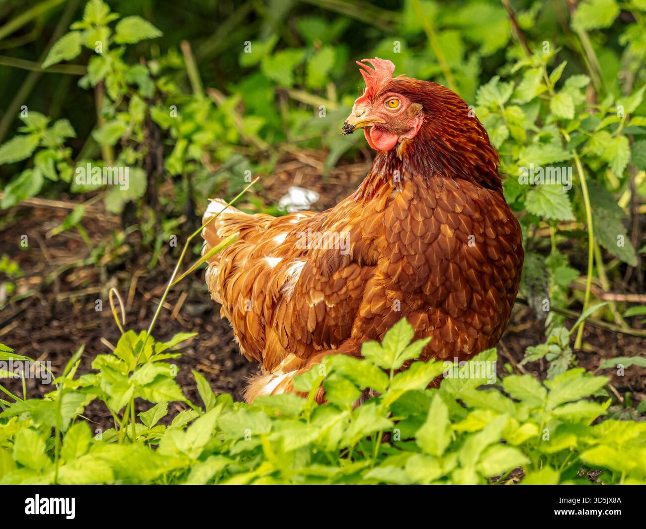Una gallina marrone sorge tra foglie verdi lussureggianti in un giardino. Il vivace piumaggio e lo sguardo attento trasmettono fascino rurale, vita agricola e tranquillità all'aperto Foto Stock