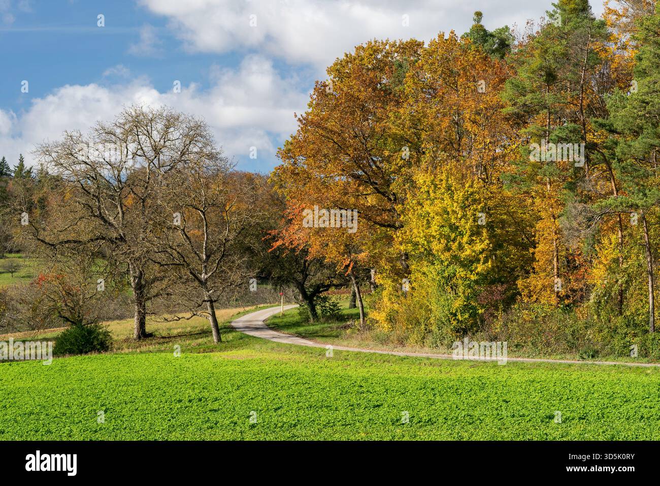 Il bordo della foresta in autunno Foto Stock