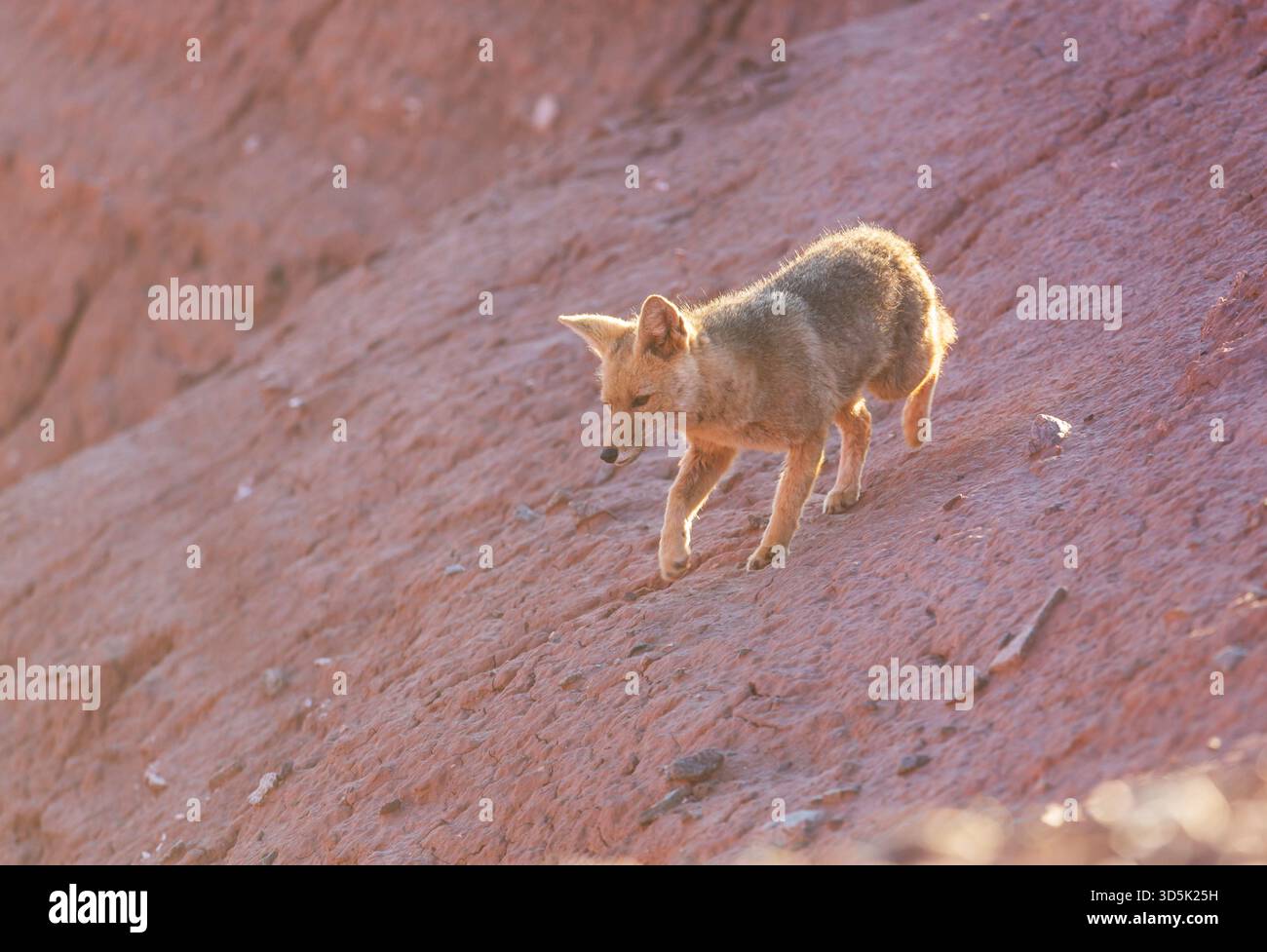 Sud Americana Gray Fox (Lycalopex griseus), Patagonia, Fox in Patagonia montagne Foto Stock