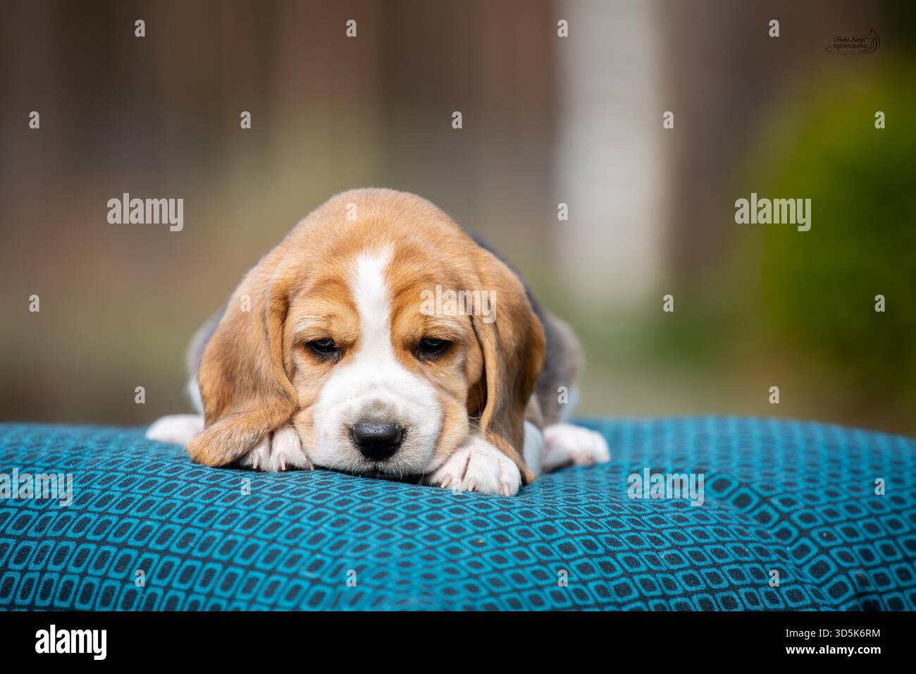 Simpatico cucciolo beagle che dorme su una coperta blu con fiore viola, foto in studio con morbido sfondo bokeh Foto Stock