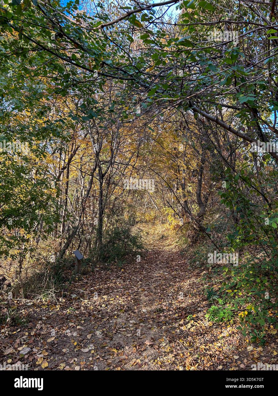Stretto sentiero boschivo ricoperto di foglie cadute, circondato da colorate foglie autunnali e dalla luce soffusa del sole che filtra tra tra gli alberi. - Immagine stock catturata con smartphone