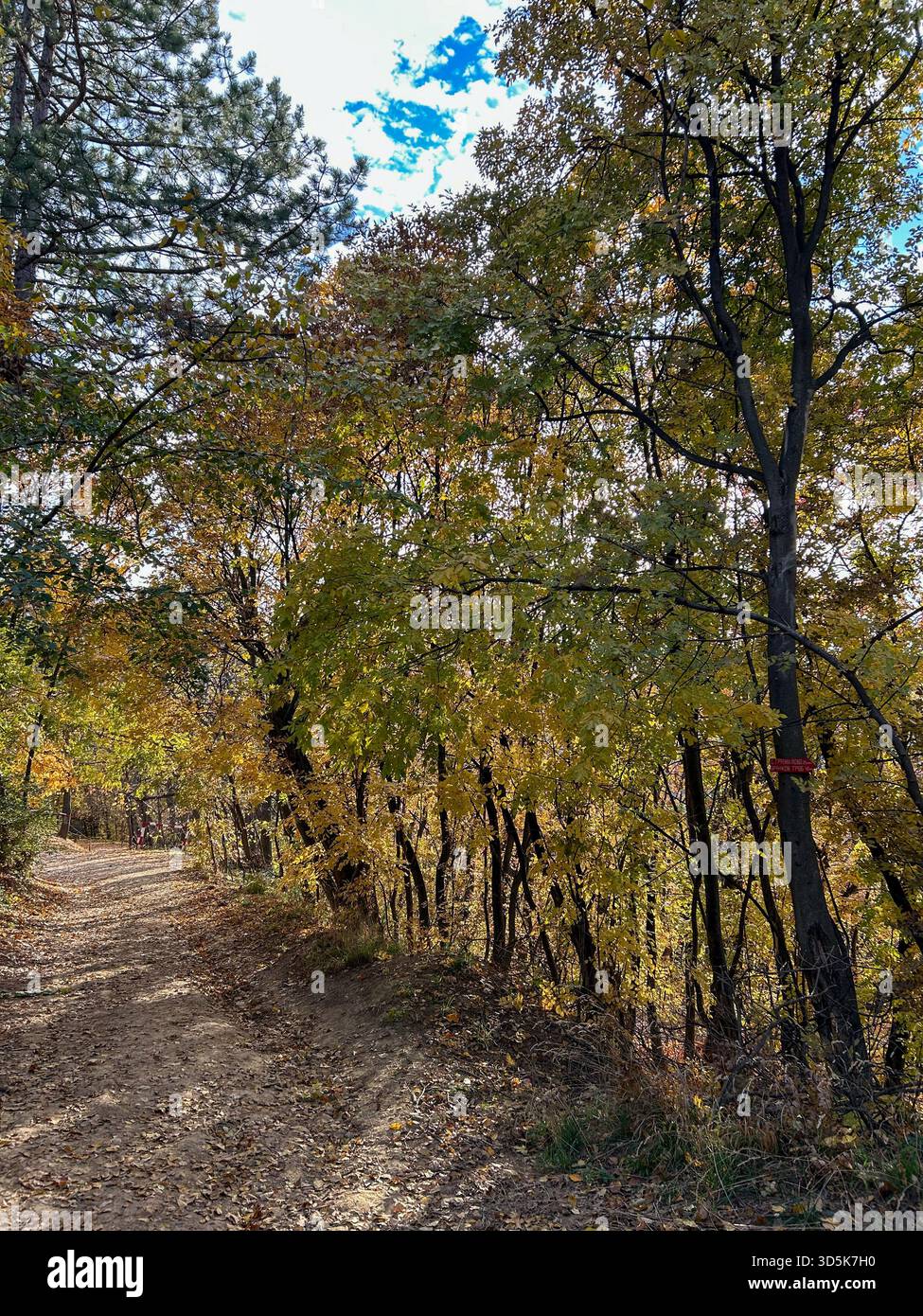 Percorso panoramico nella foresta ricoperto di foglie autunnali, illuminato dalla luce soffusa del sole che filtra tra gli alberi, ideale per la natura, le escursioni e l'esterno stagionale - Immagine stock catturata con smartphone