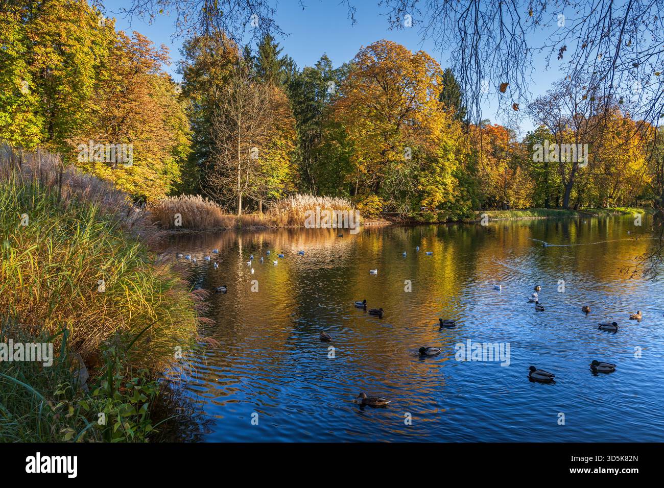 Parco delle terme reali di Lazienki, paesaggio autunnale panoramico con uccelli sullo stagno a Varsavia, Polonia. Foto Stock