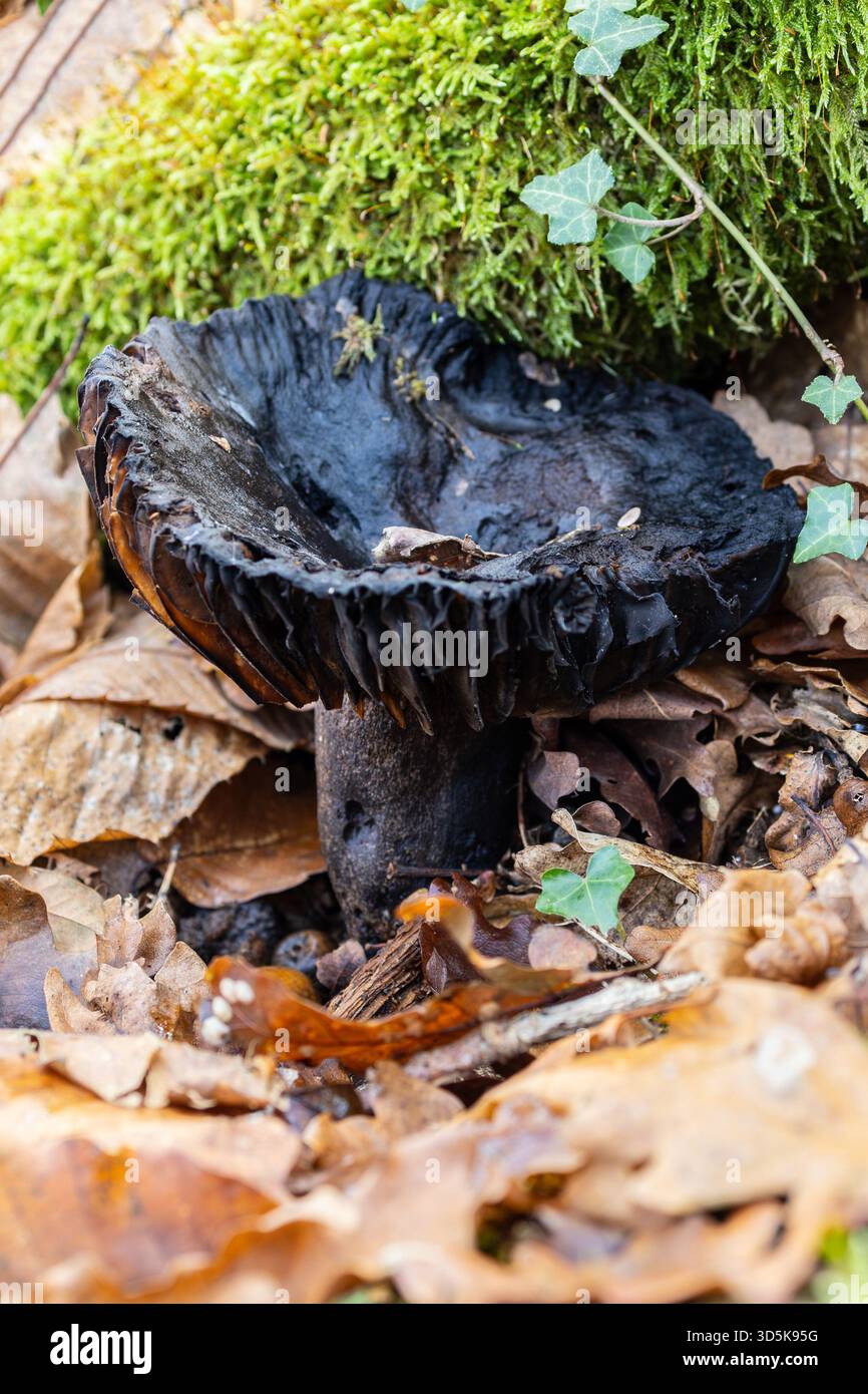 Immagine macro Blackening Rusula Mushroom Foto Stock