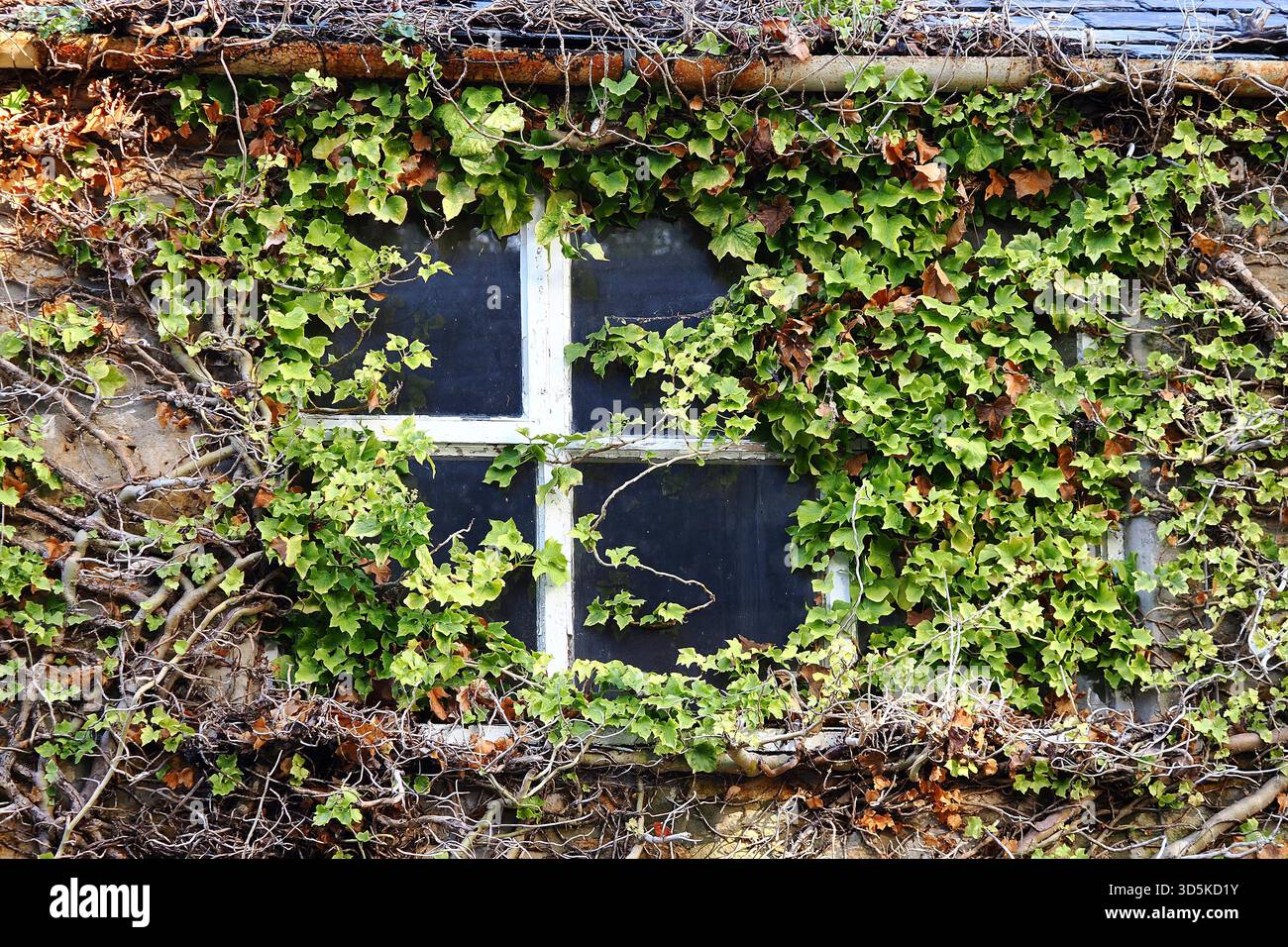 Finestra al piano superiore nella casa rivestita di ivy nella città di Beaminster, nel Dorset occidentale, Regno Unito Foto Stock