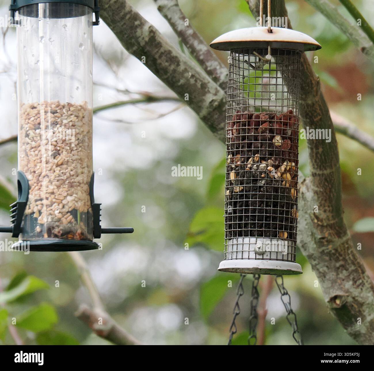mangiatoie appese a un albero Foto Stock