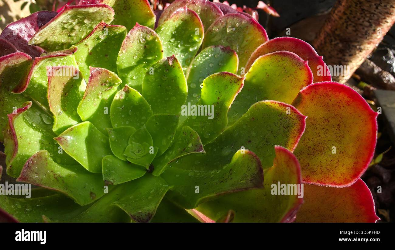 primo piano di argento succulento rosso e verde. bejeque. - Immagine stock catturata con smartphone