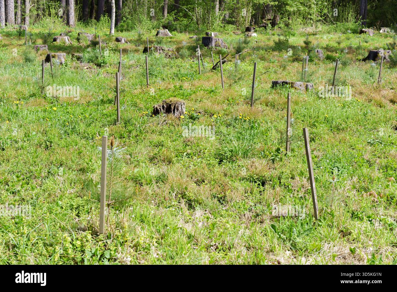 nuovi pini piantati in un prato boschivo, foto con messa a fuoco differenziata, inizio primavera e fiori selvatici sono visibili Foto Stock