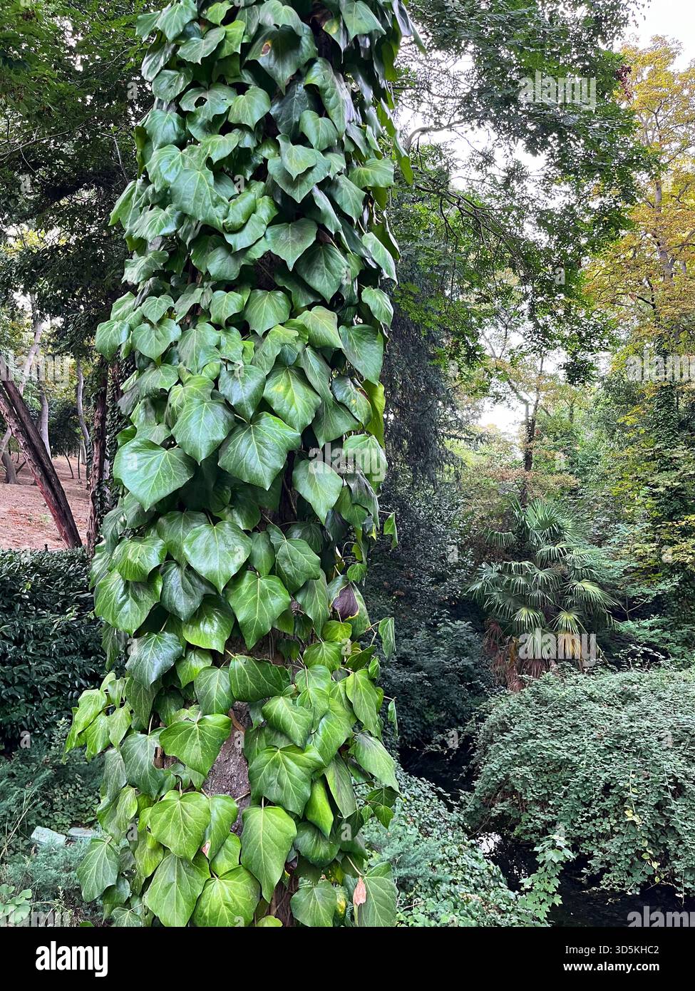Tronco di albero coperto di foglie al parco Yildiz (turco: Yildiz Parki) nel distretto di Besiktas a Istanbul in Turchia. Foto Stock