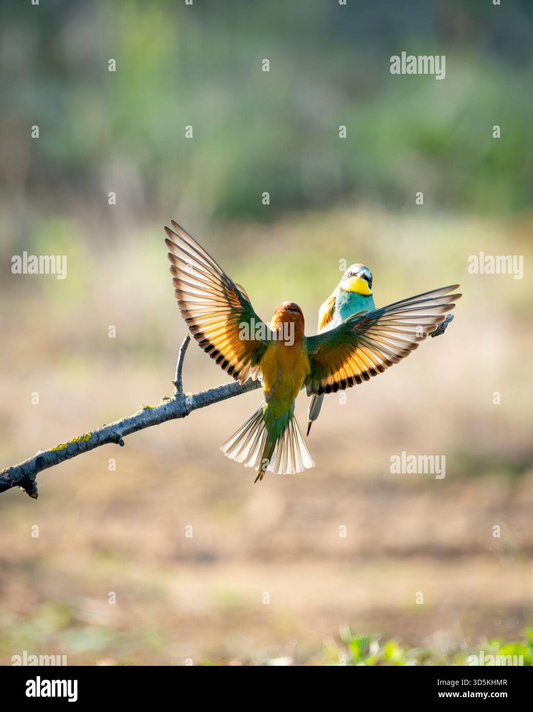 Il mangiapapi atterra su un ramo con le ali spalmate mentre un altro osserva. Foto Stock