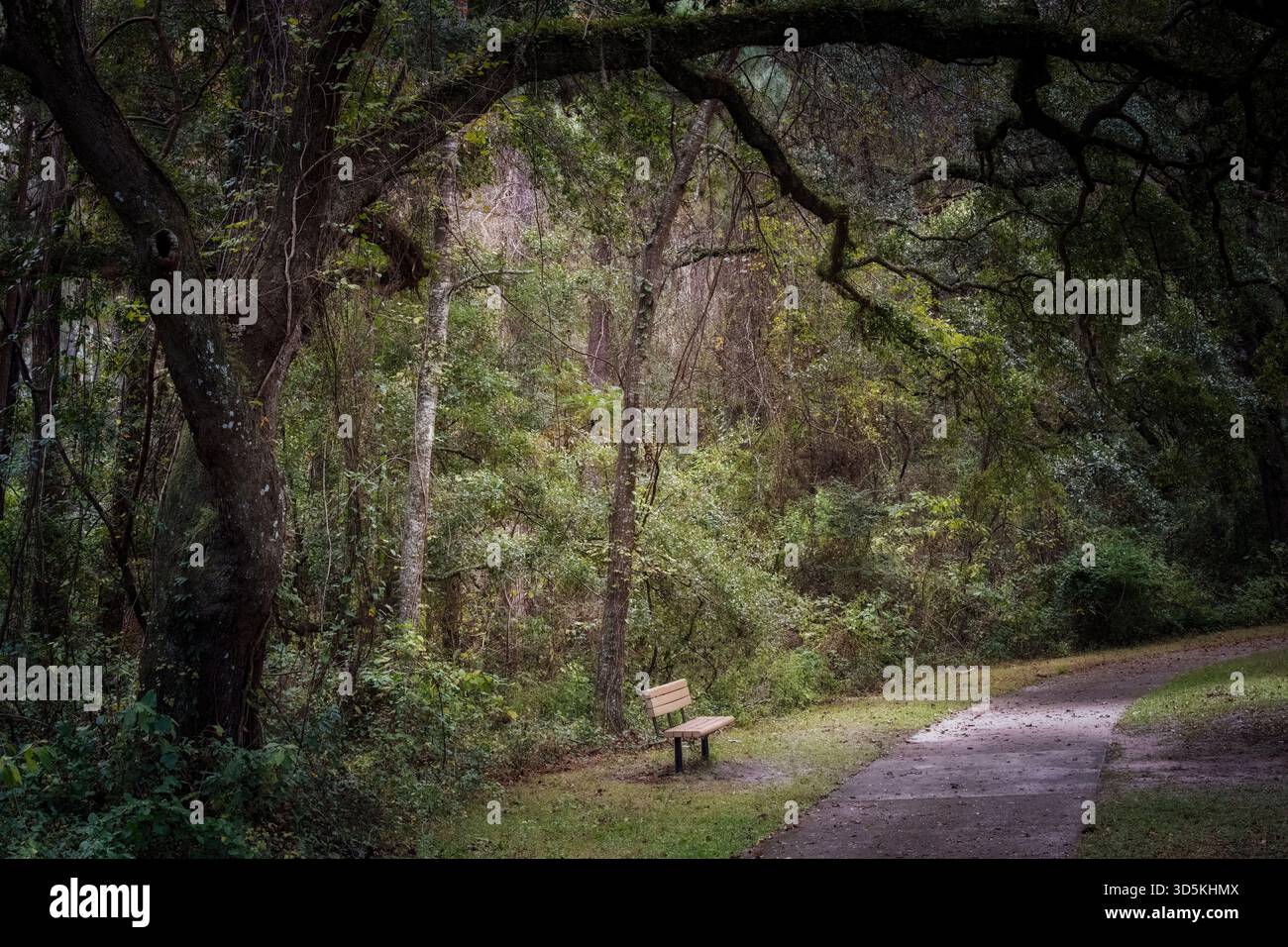 Panca in legno sotto un vecchio albero di quercia, con un caldo bagliore. Foto Stock