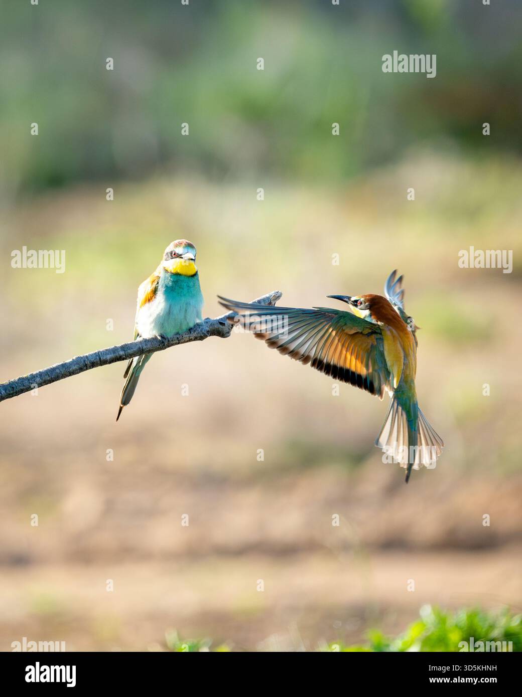 Il mangiapapi atterra su un ramo con le ali spalmate mentre un altro osserva. Foto Stock