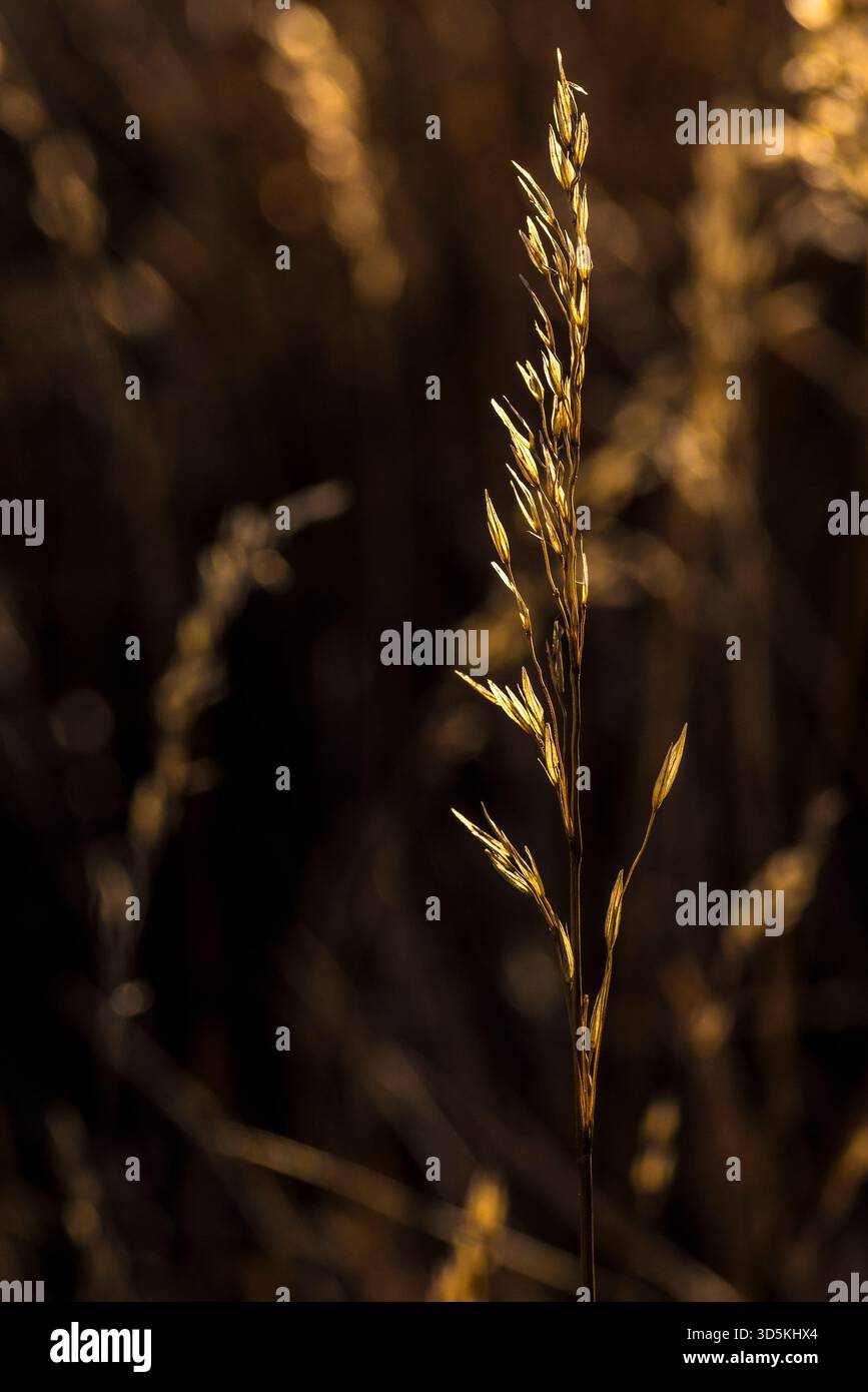 Golden Grass at Dusk: Una levetta retroilluminata alta che si illumina in un Ritratto della luce di campo calda Foto Stock