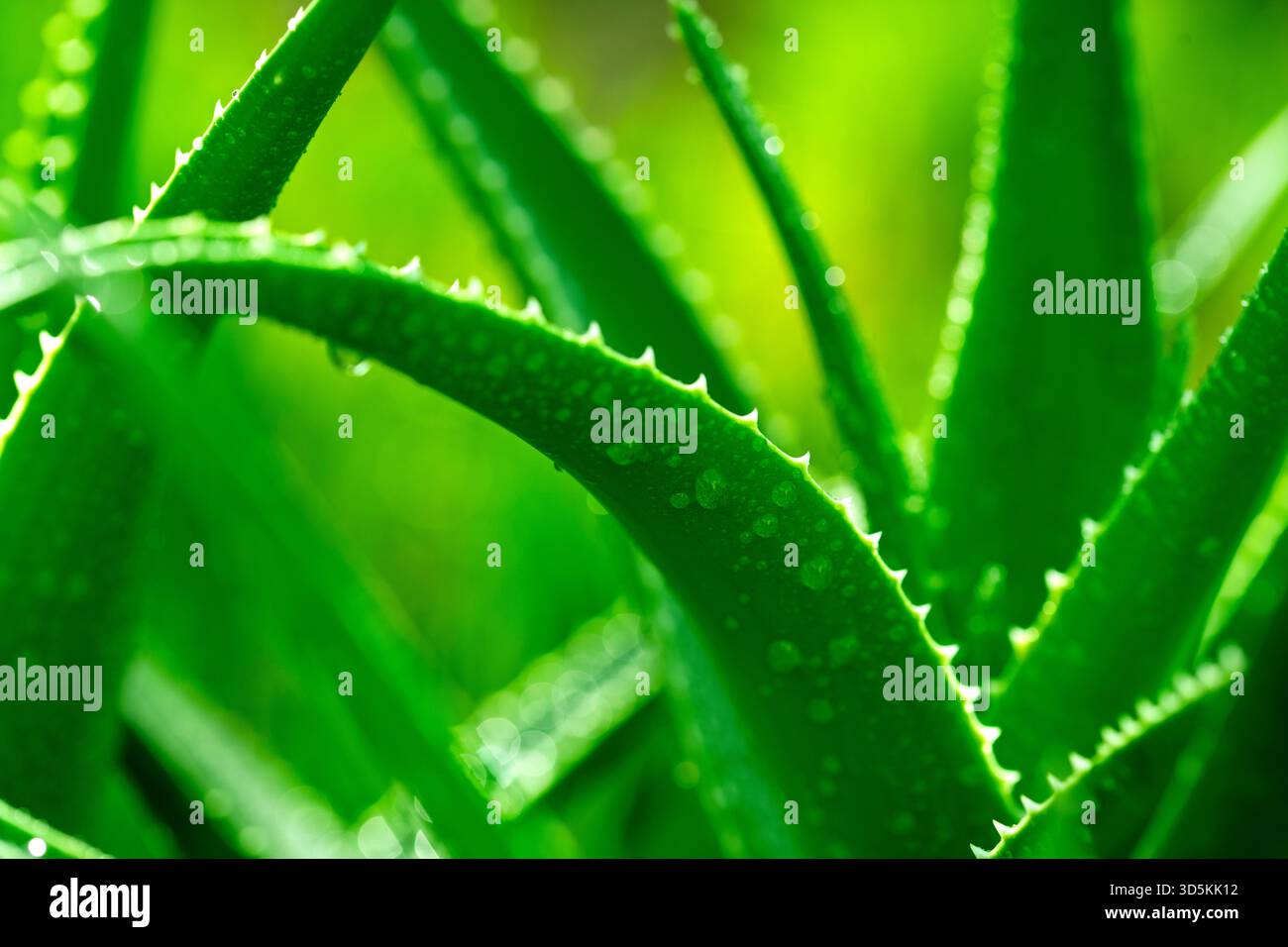 Primo piano di una pianta di aloe verde con foglie spighe. Le foglie sono bagnate, conferendo alla pianta un aspetto fresco e vibrante. La scena è di bellezza naturale Foto Stock
