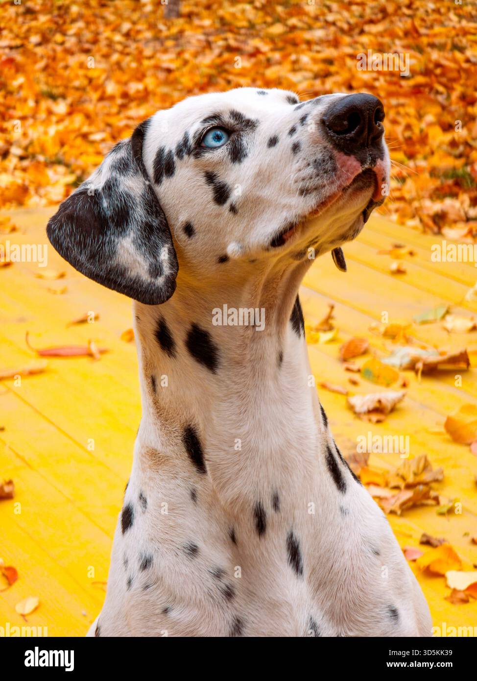 Un cane dalmata con occhi blu e macchie bianche si erge su una superficie gialla. Il cane sta guardando la telecamera Foto Stock