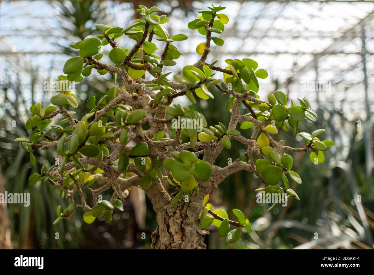 Un albero di bonsai, un arbusto in miniatura, in una serra, circondato da altre piante. Il piccolo albero viene coltivato con cura in una pentola con terreno Foto Stock