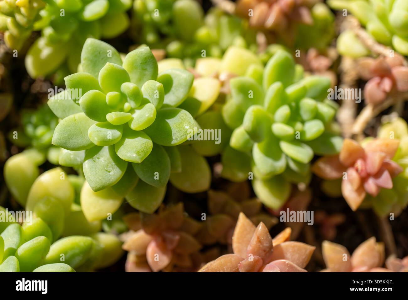 Una vista ravvicinata di una varietà di piante succulente, membri della famiglia Stonecrop, che prosperano in un giardino come copertura del terreno e piante d'appartamento Foto Stock