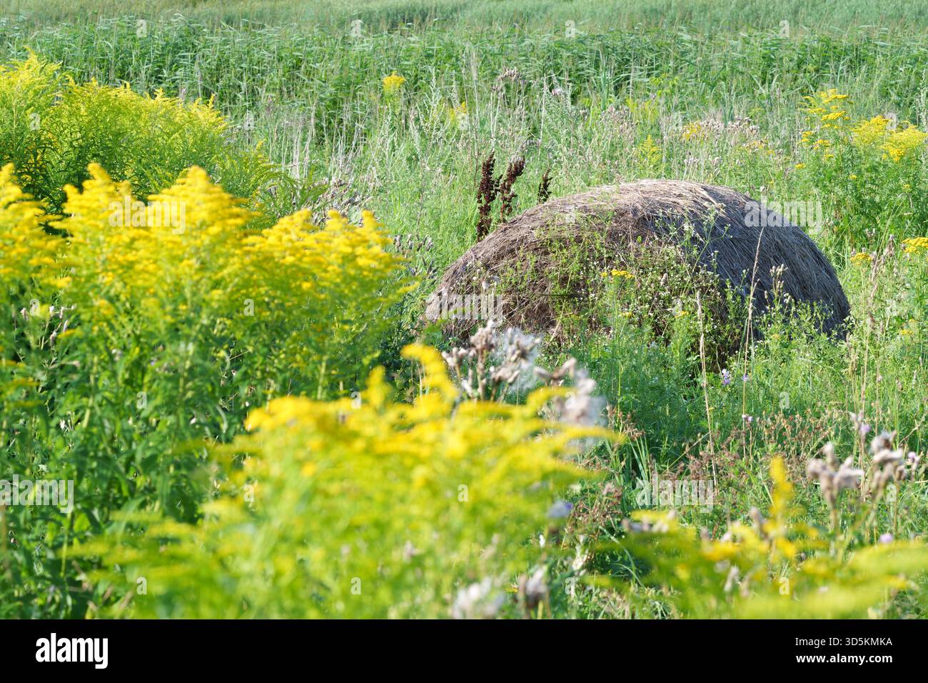 Una grande balla rotonda di fieno poggia in un prato pieno di verga d'oro gialla e erbe selvatiche. Simboleggia l'agricoltura, il raccolto, l'estate e la tranquillità rurale Foto Stock