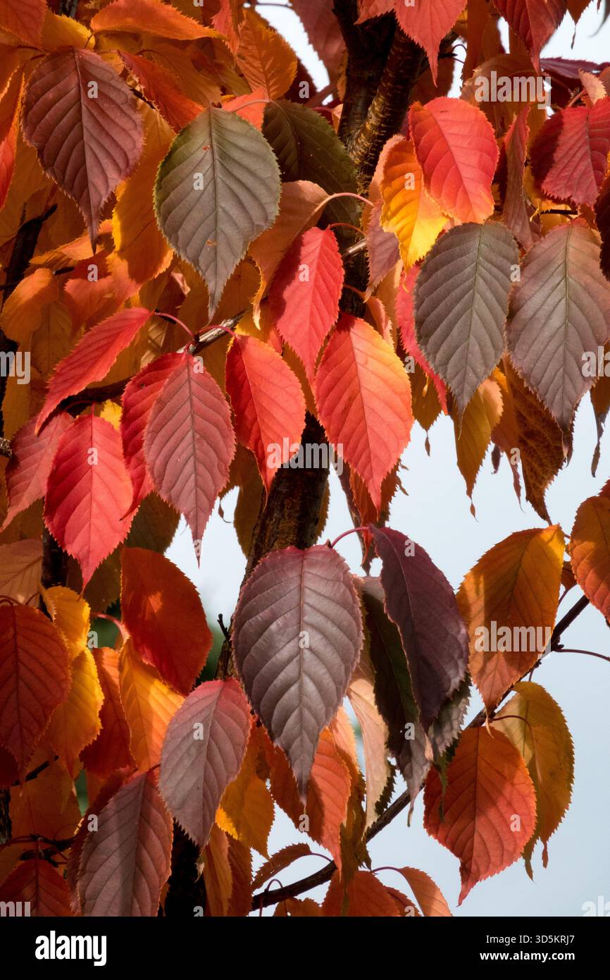 Le foglie di ciliegio Sargent, Prunus sargentii "Charles Sargent", diventano di rosso brillante prima di cadere in autunno Foto Stock