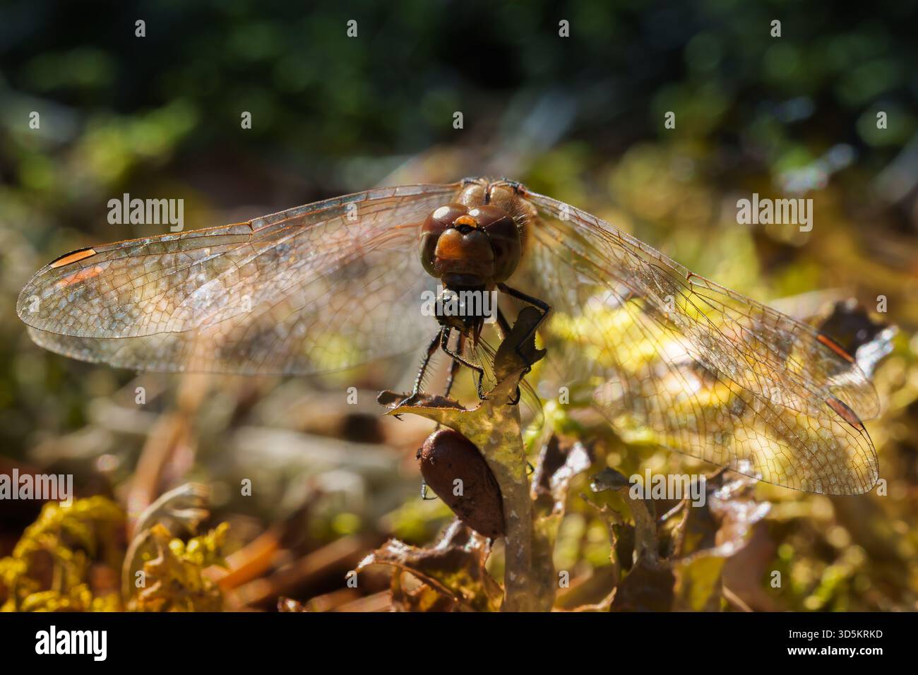 Foto macro dettagliata di una libellula appoggiata su uno stelo con delicate ali testurizzate visibili alla luce del sole. Simboleggia la natura, la libertà Foto Stock
