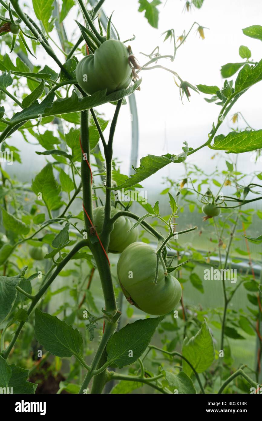 pianta di pomodoro in una serra, diversi grandi pomodori verdi chiari non maturi pendono da un gambo verde. Le foglie sono di verde brillante, foglie di pomodoro e un trans Foto Stock