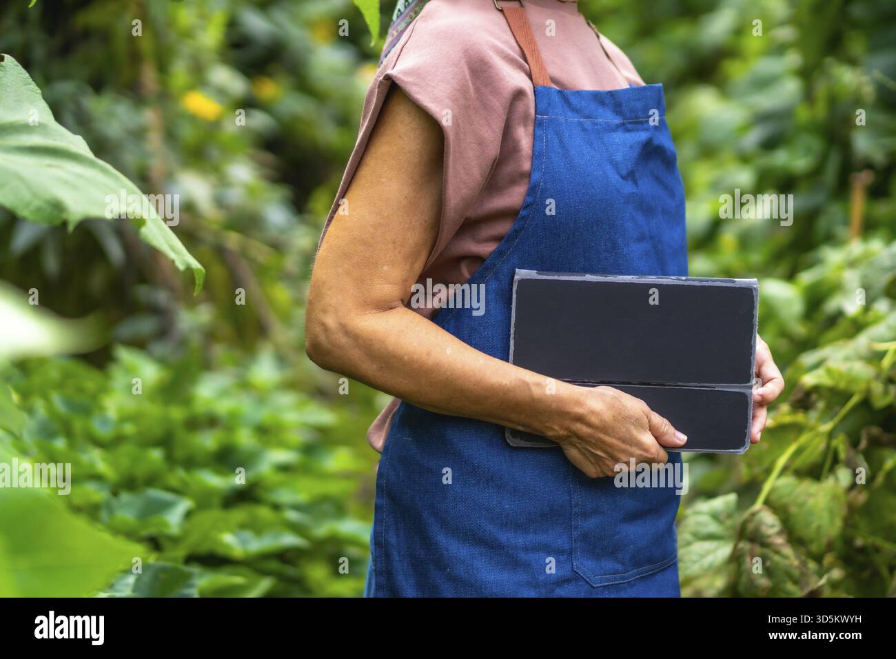 Donna giardiniera in grembiule che utilizza un tablet per monitorare la salute delle piante e gestire verdure biologiche intelligenti e sostenibili in un moderno giardino all'aperto con digita Foto Stock