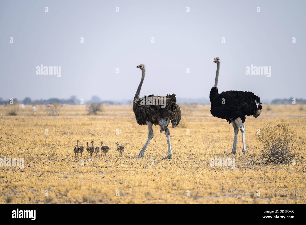 Struzzo africano (Struthio camelus), donna e maschio adulti con sei giovani animali, pulcini, famiglia di animali, savana africana, Parco nazionale Nxai Pan, Bots Foto Stock