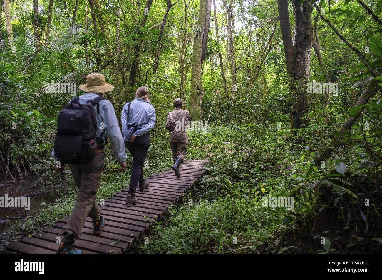 Turisti e ranger corrono nella giungla, nel Parco Nazionale di Kibale, in Uganda Foto Stock