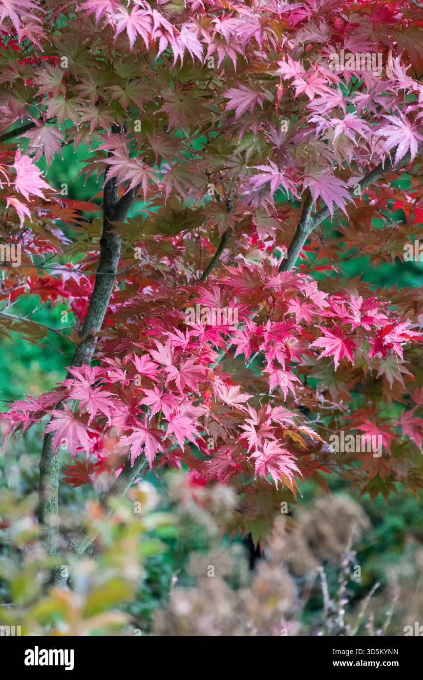 Un albero d'acero giapponese (Acer palmatum) con foglie rosa e rosse su un ramo di un giardino. Foto Stock