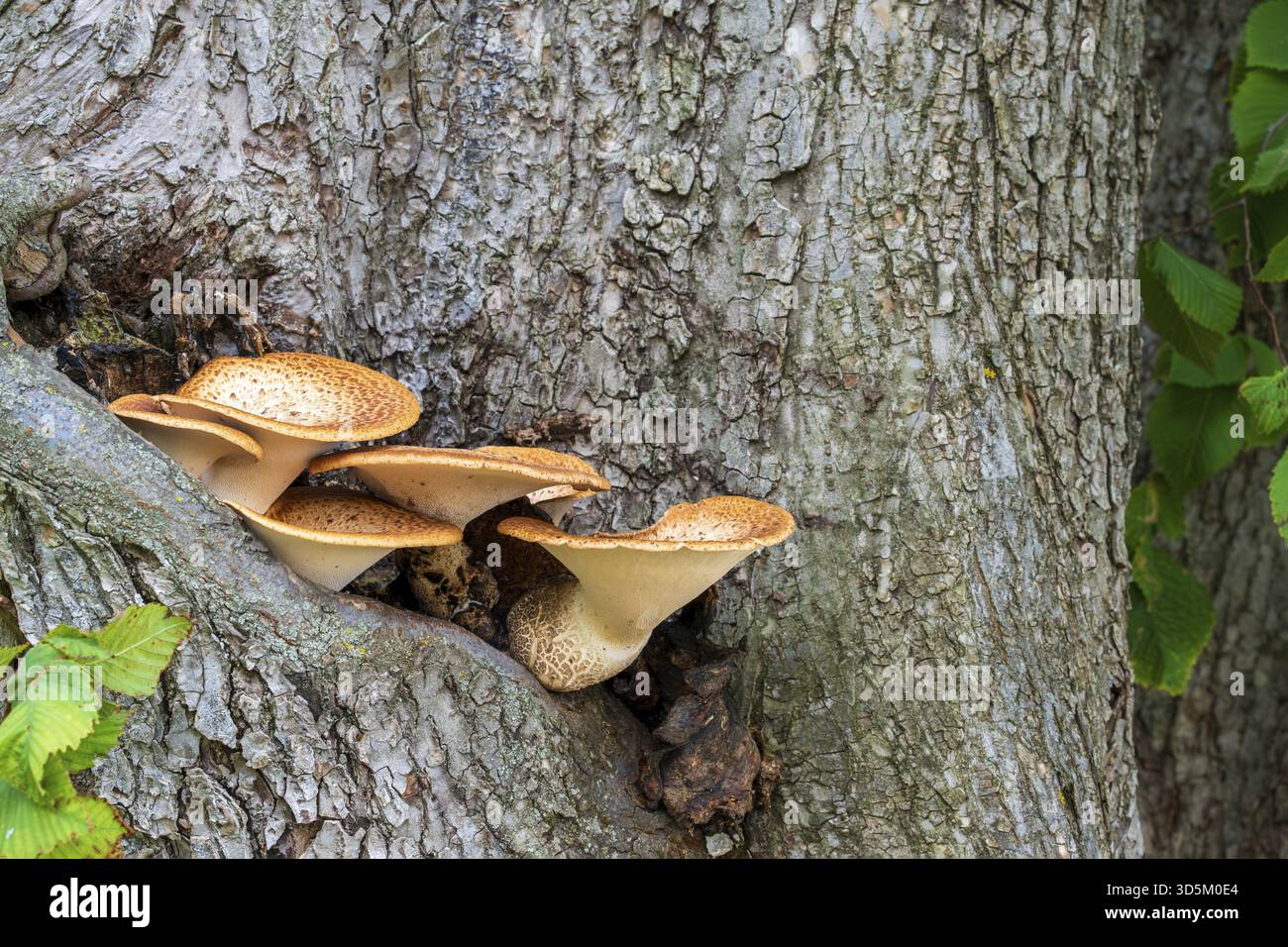 Gruppo di funghi tinder che germogliano sulla corteccia degli alberi, annidato nella fessura di un grande albero. Simbiosi di funghi e alberi. Messa a fuoco selettiva Foto Stock