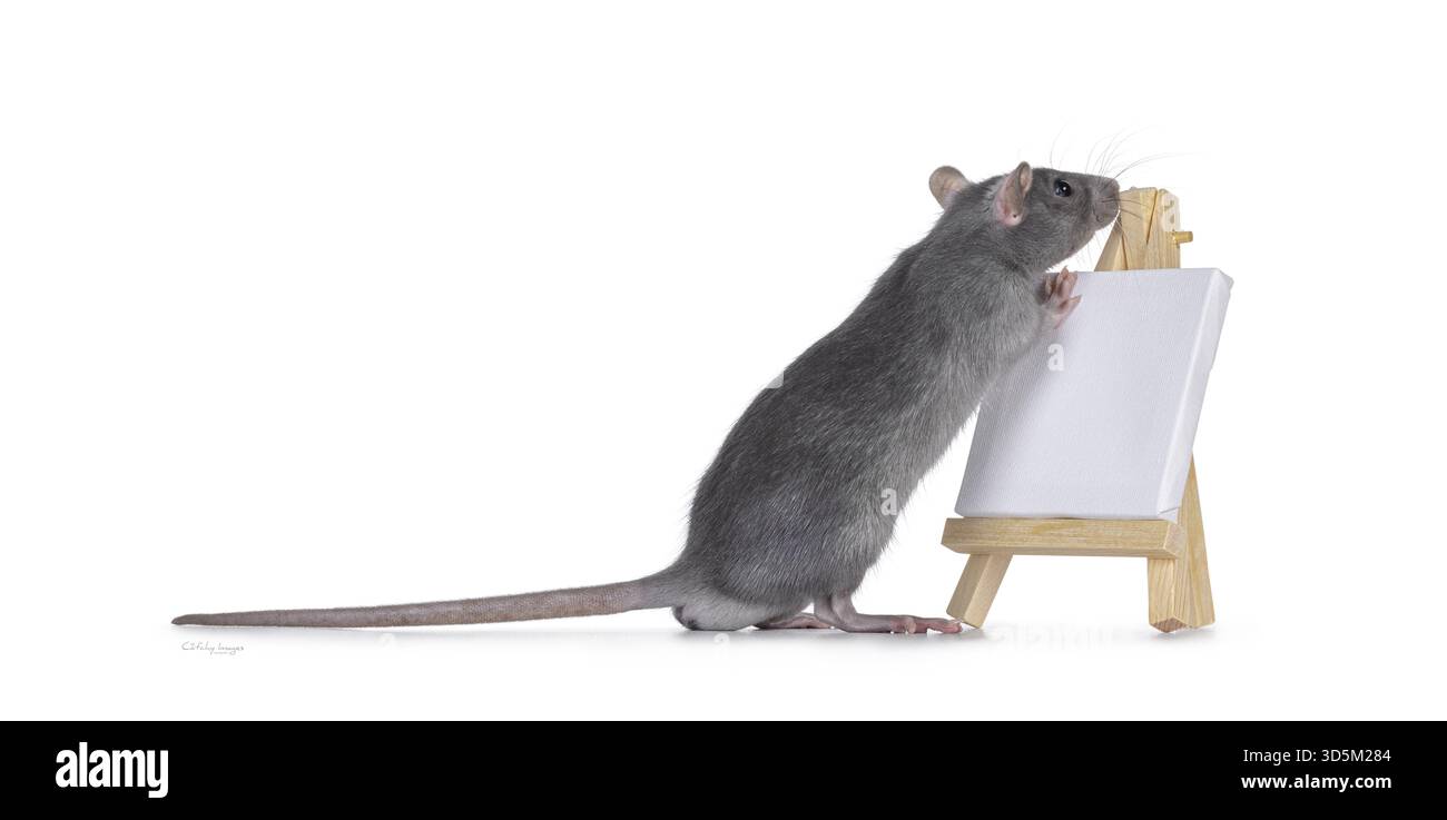 Un piccolo ratto blu che si stende in piedi lateralmente con zampe frontali su una tela bianca vuota su un cavalletto di legno. Guardare lontano dalla fotocamera. Isolato su un bianco Foto Stock