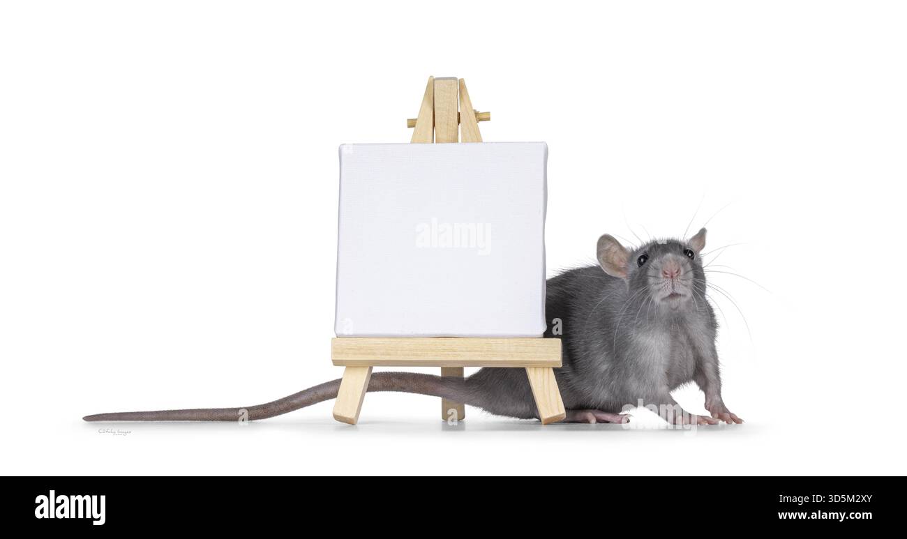 Un piccolo ratto blu che sta in piedi lateralmente dietro e accanto a una piccola tela bianca vuota su un cavalletto di legno. Guardando direttamente alla fotocamera. Isolato su un wh Foto Stock